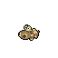 Hippopotas